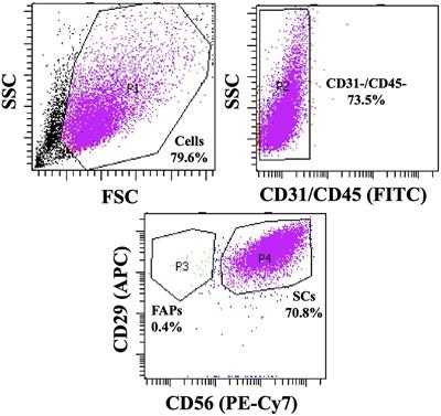 Developmental ability of Hanwoo muscle satellite cells under culture conditions mimicking the in vivo environment